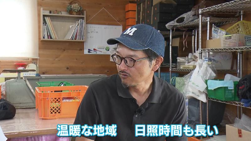 マンゴー栽培に向いている静岡県