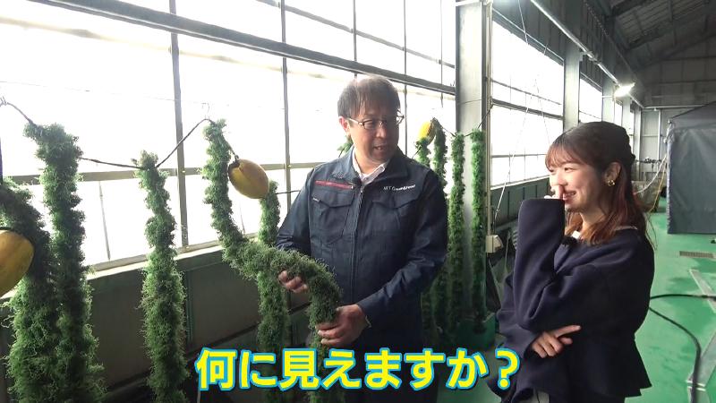 人工海草を見る髙谷社長と大森アナウンサー