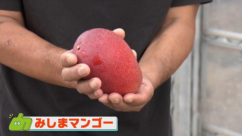 両手でサイズの大ぶりなマンゴー