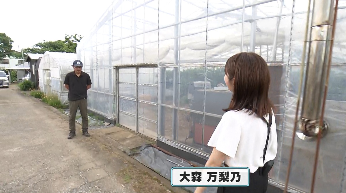 鈴木農園の農業用ハウス　大森万梨乃アナウンサー