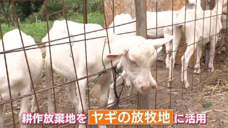 飼育されているヤギ