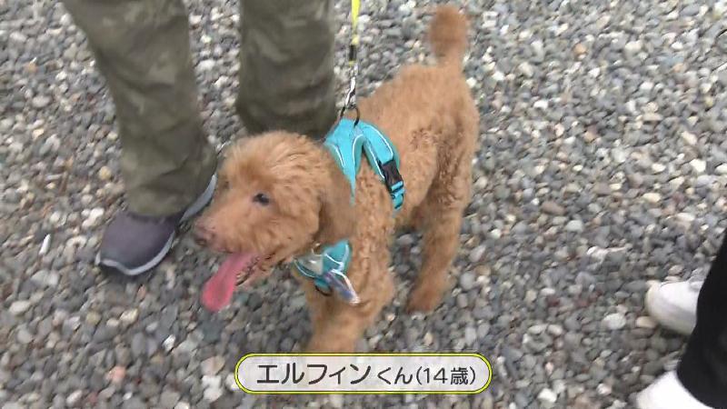 14歳のエルフィンくん