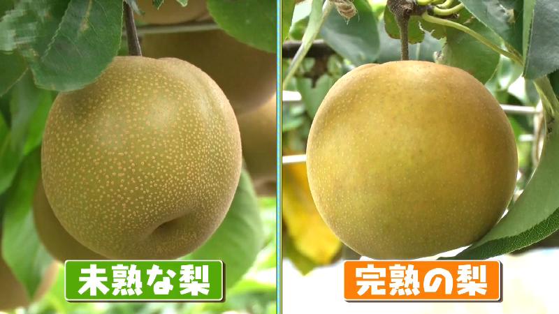 未熟なナシと完熟ナシの見た目の比較