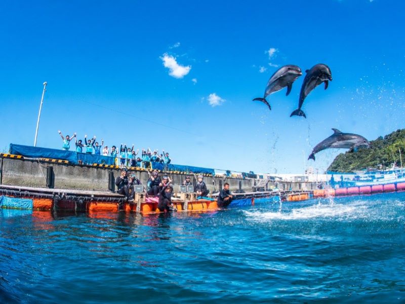 （画像提供：水中写真家 三宅健史）