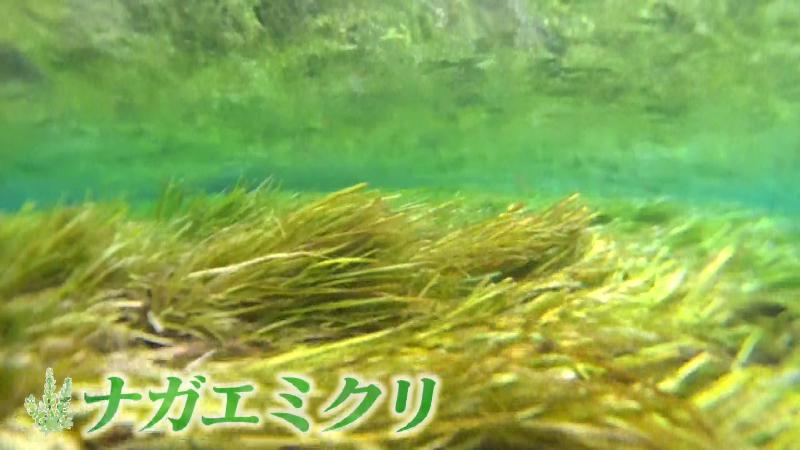 水草「ナガエミクリ」