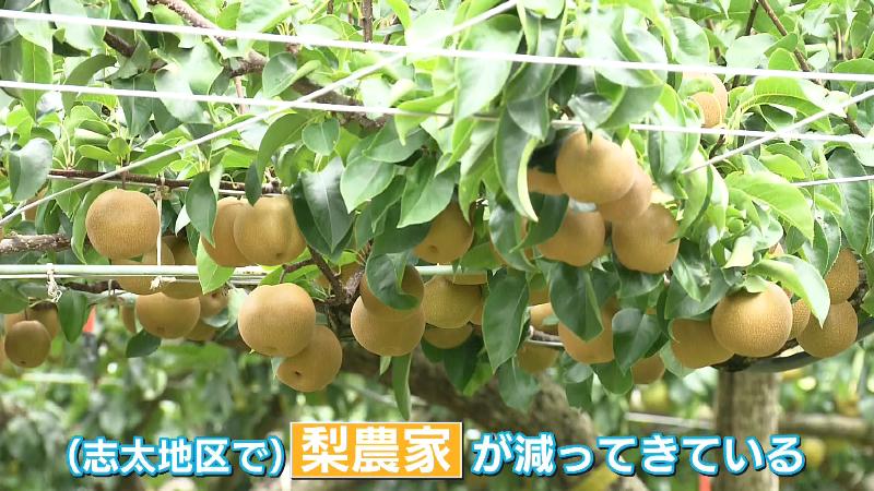 たわわに実るナシの実