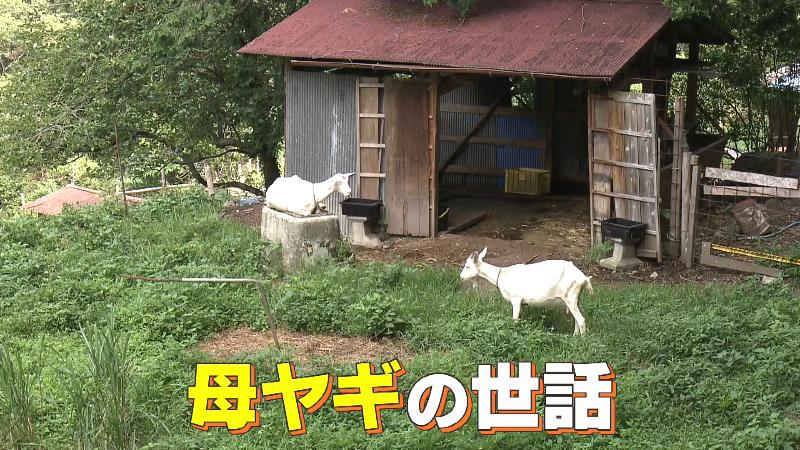 母ヤギ