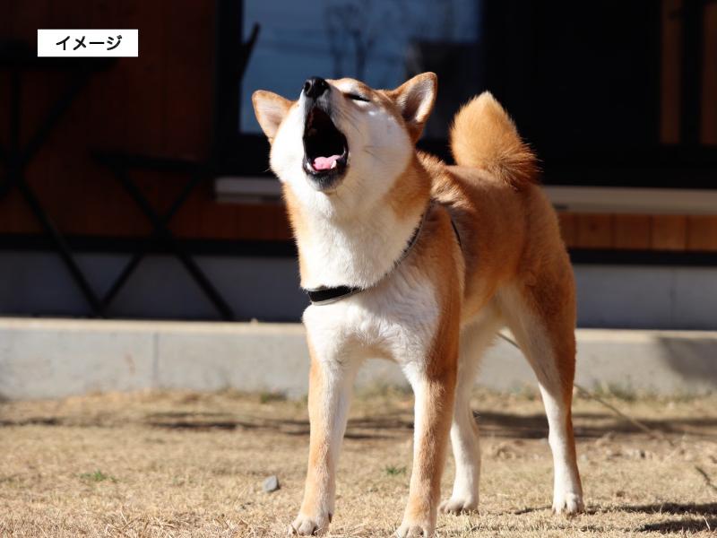 イメージ画像 犬語でケンカ