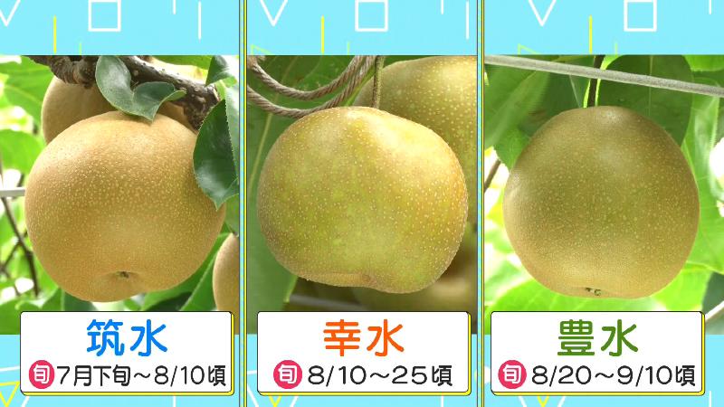 筑水、幸水、豊水の食べ頃