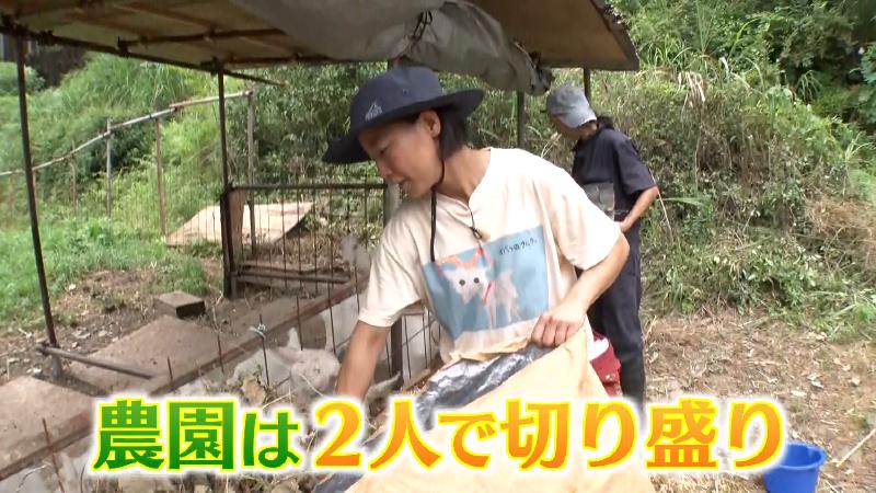 ヤギの世話をしている