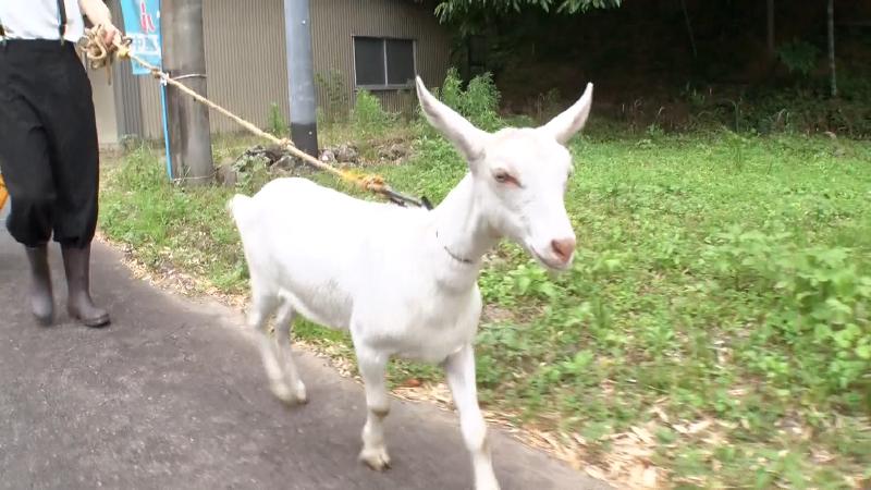 引っ越し中の子ヤギ「ちぃこ」