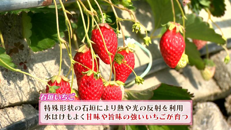 石垣いちご「特殊形状の石垣により熱や光の反射を利用」