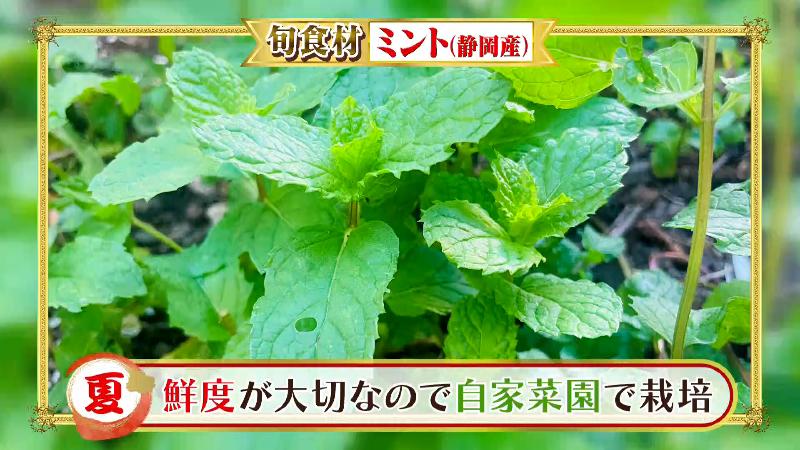 自家菜園で栽培している静岡産のミント