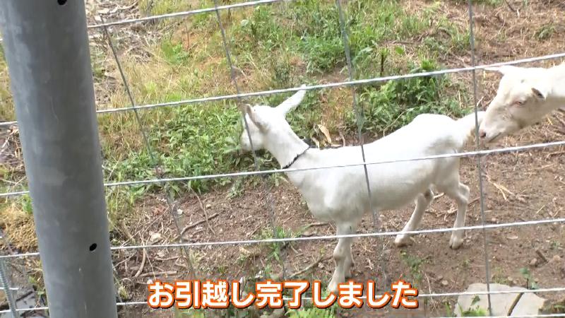 「ちぃこ」引っ越し完了