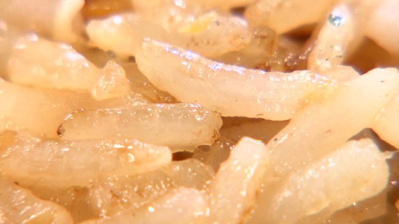 ジャスミンライス