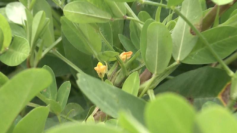 落花生の黄色い花