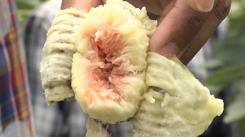 中は赤いイチジクの実　