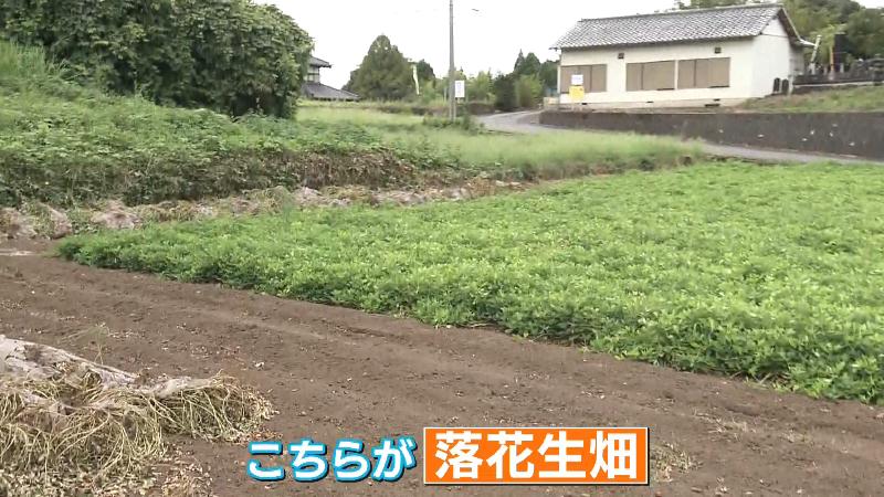 あたり一面の落花生畑