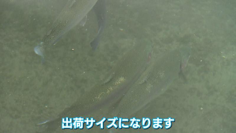 水の中を泳ぐニジマス