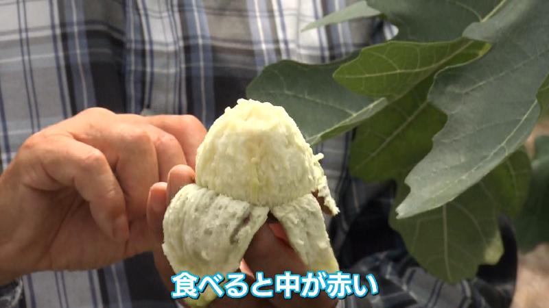 イチジクのむき方