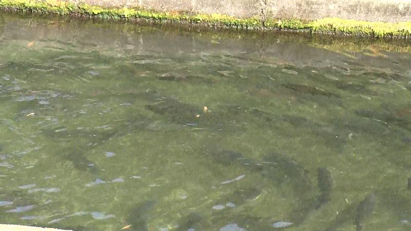 養殖池を泳ぐニジマス