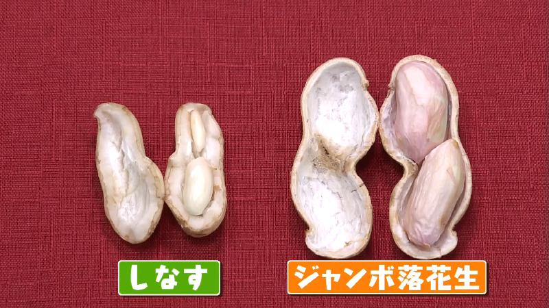 「しなす」とジャンボ落花生の違い