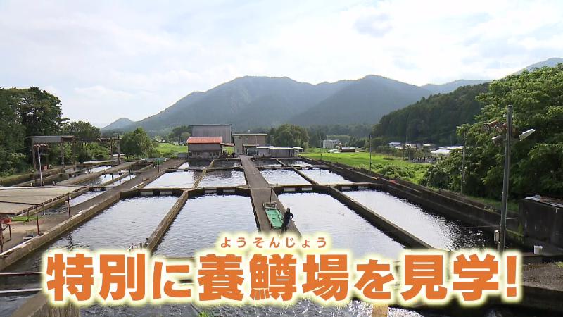 ニジマスが育てられている水槽