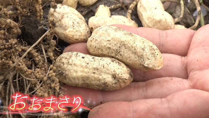 ジャンボ落花生「おおまさり」