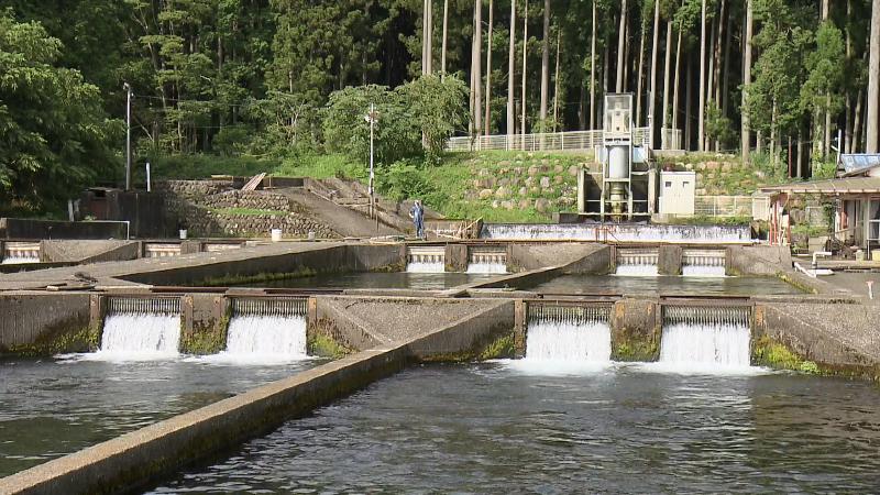 豊富な湧水が流れ込む養殖池