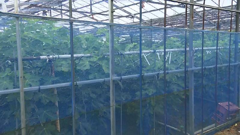 青いシートの中で栽培されている果実