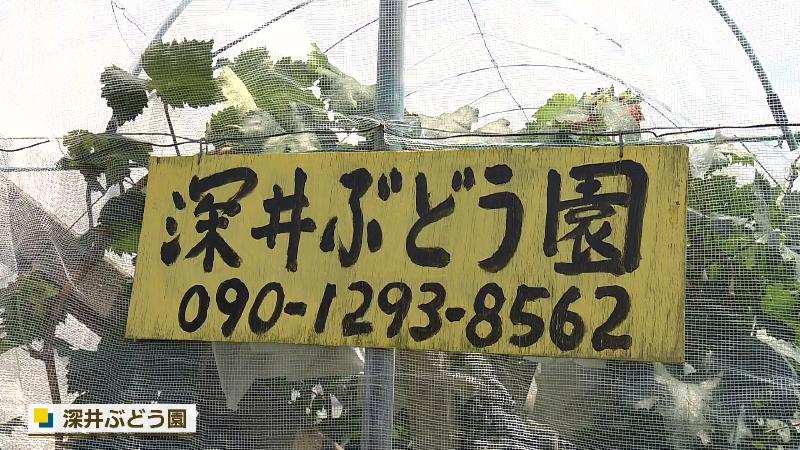 深井ぶどう園の看板