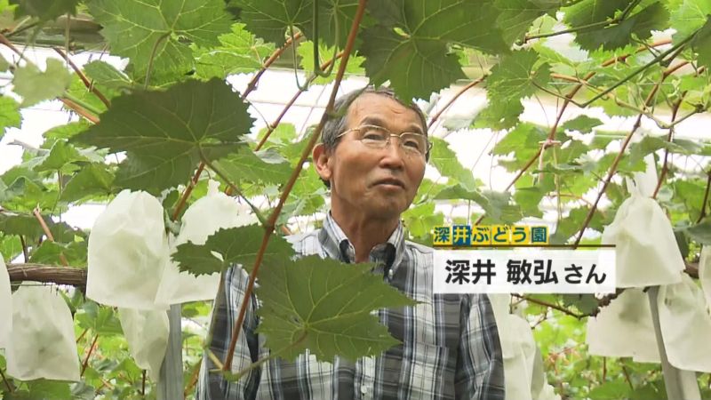 深井ぶどう園・深井敏弘さん