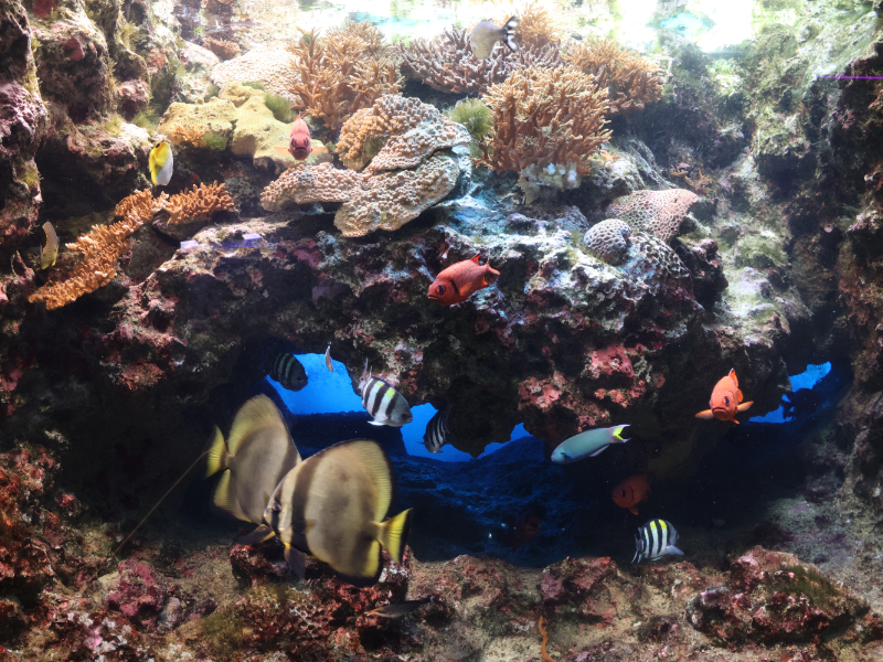 展示されている魚