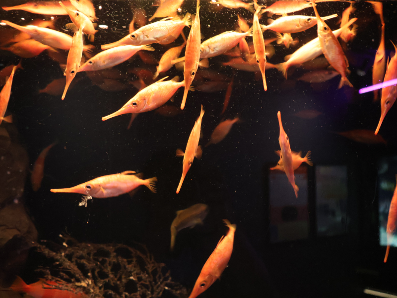 展示されている魚