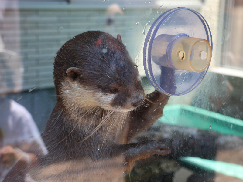 食べ物をねだるカワウソ