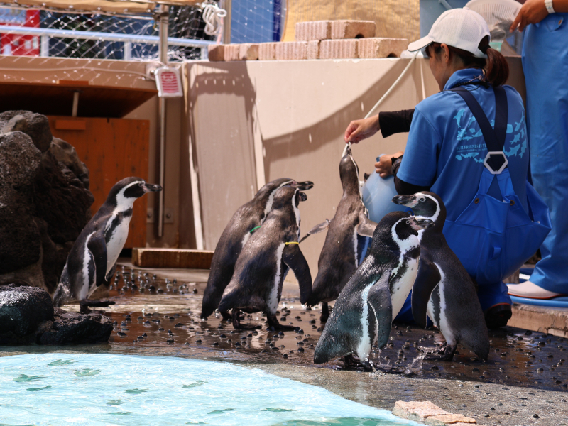 餌をもらうペンギンたち
