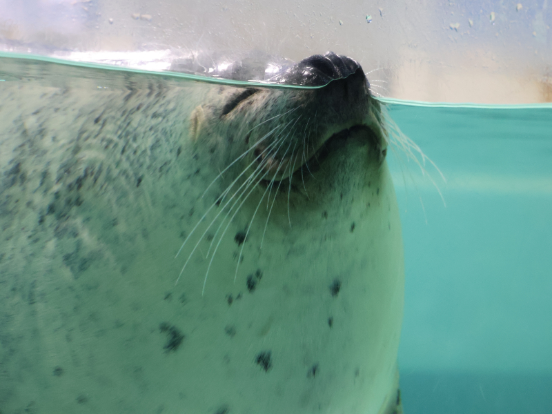 鼻だけ水面に出すアザラシ