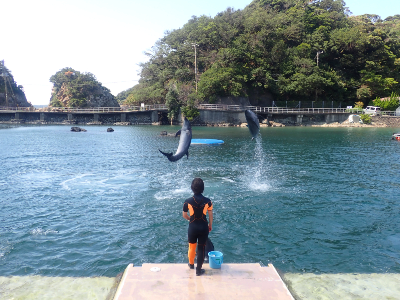 イルカのショー