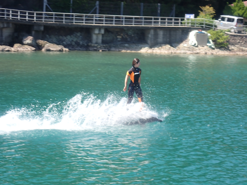 イルカに乗る調教師