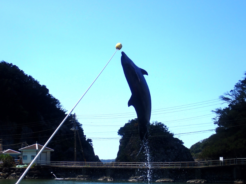 ボールにタッチするイルカ