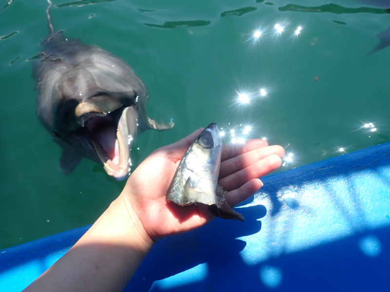 イルカに餌やり