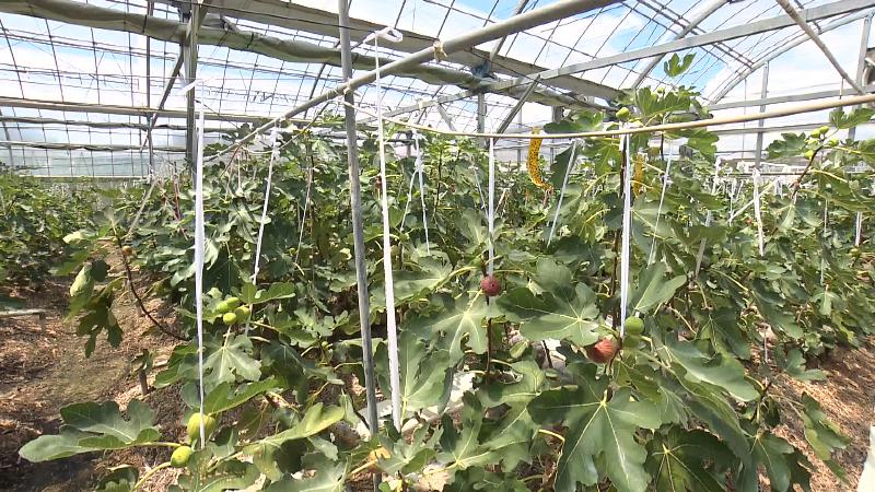 イチジクのハウス