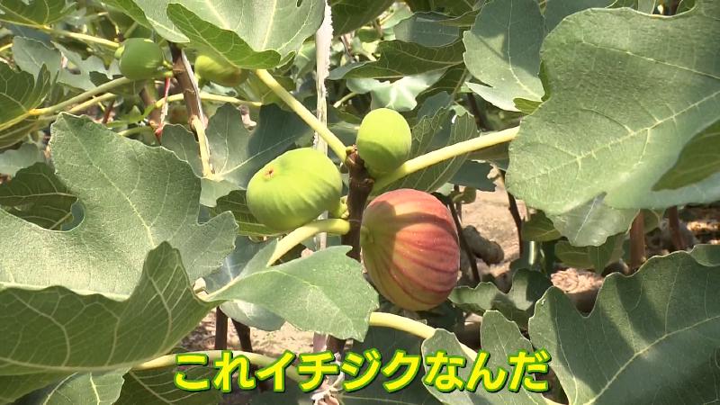 イチジクの実