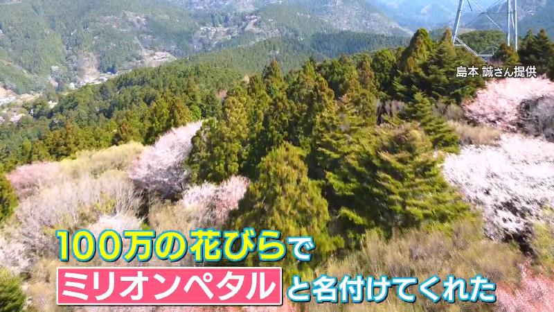 春になると山桜の花びらが散る