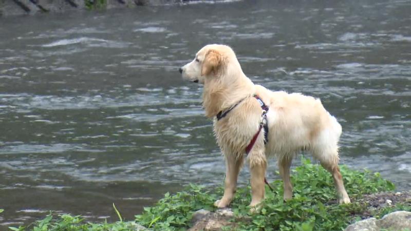 川を眺めるイヌ