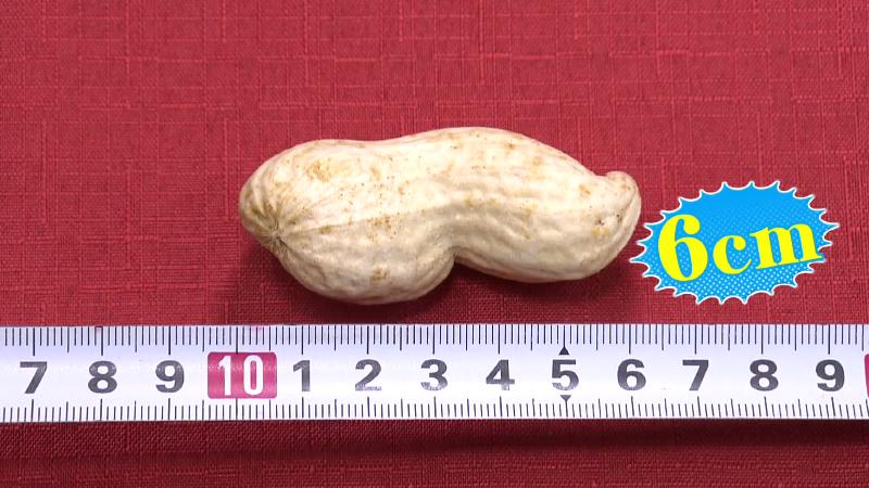 ジャンボ落花生