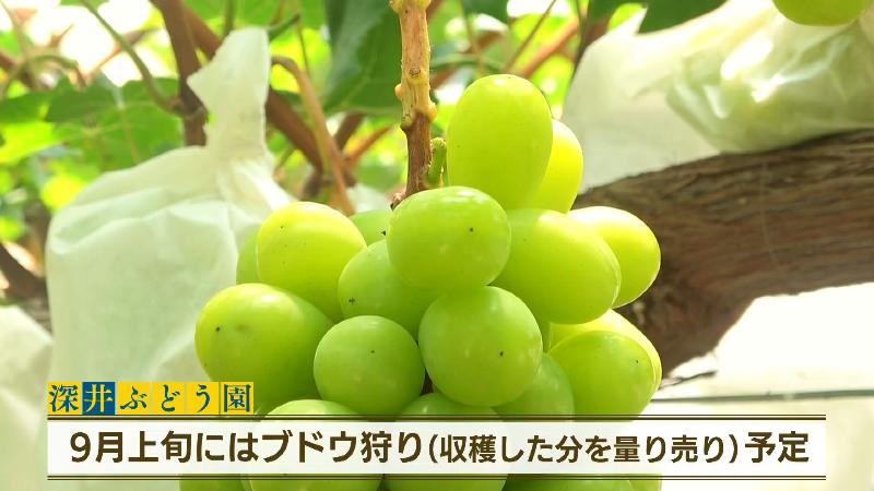 熟成中のシャインマスカット「9月上旬にはブドウ狩り予定」
