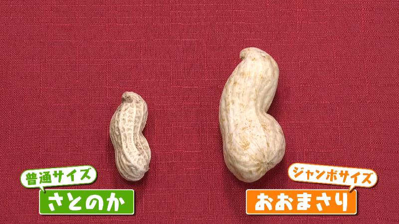 普通サイズ「さとのか」と、ジャンボサイズ「おおまさり」の比較