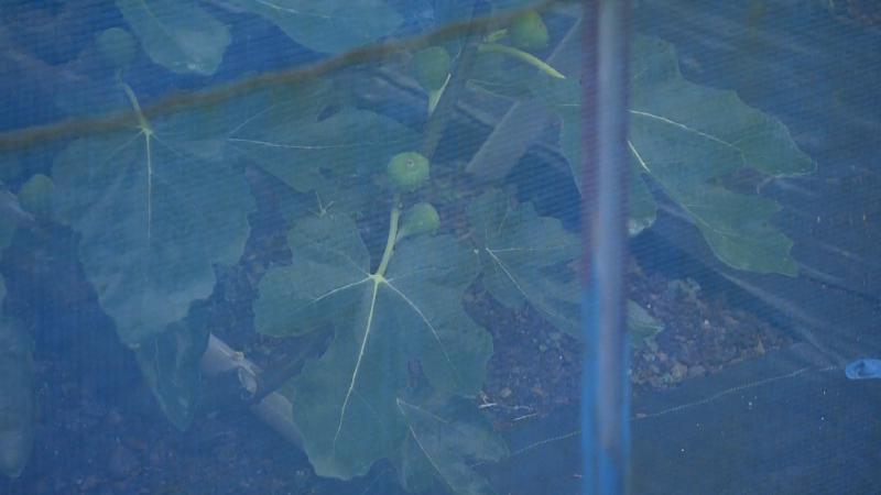 道沿いで見つけた気になる果実