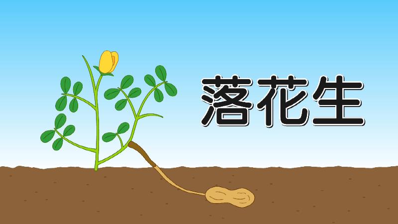 落花生の実の付き方